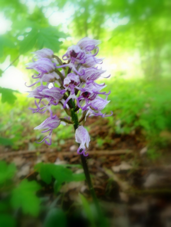 Monkey Orchid