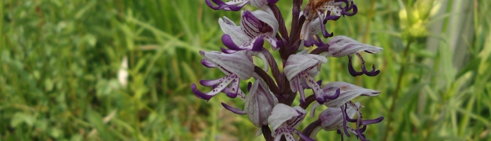 Aapjesorchis x soldaatje Orchis x beyrichii Monkey Orchid x Soldier