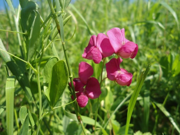 Tuberous pea