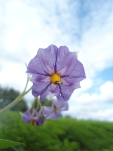 Aardappelplant Solanum tuberosum Potato