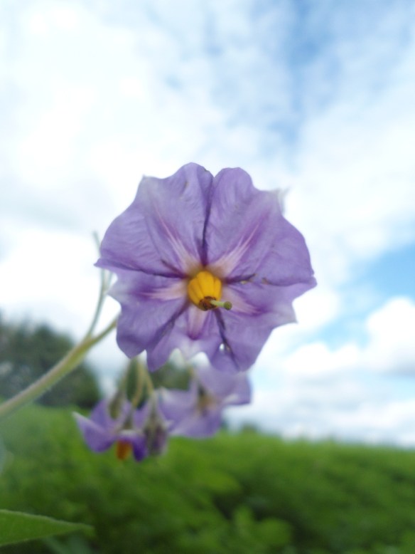 Aardappelplant Solanum tuberosum Potato