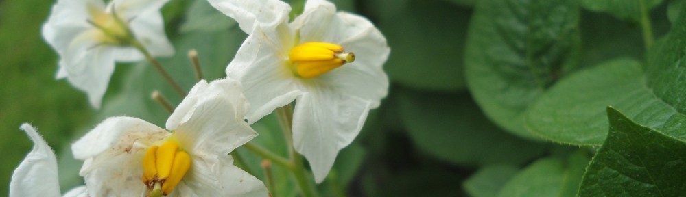 Potato Aardappelplant - Solanum tuberosum