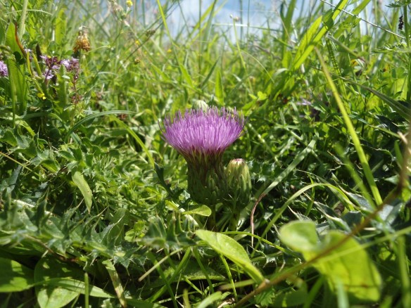 Aarddistel Cirsium acaule