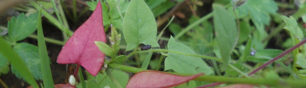 Akkerwinde - Convolvulus arvensis - Field Bindweed