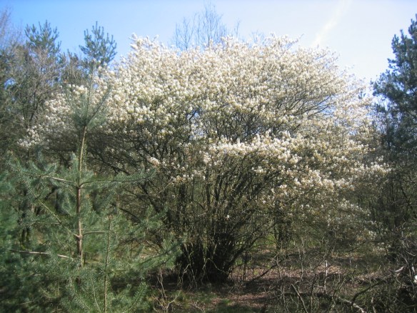 Amerikaans krentenboompje – Amelanchier lamarckii – (Juneberry)