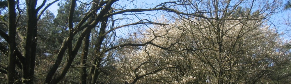 Amerikaans krentenboompje Amelanchier lamarckii Juneberry