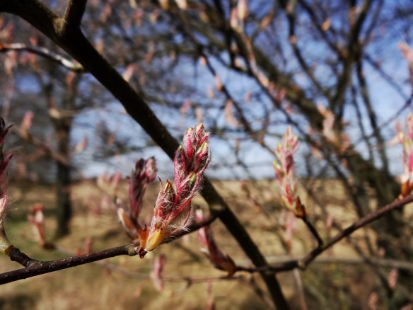 Amerikaans krentenboompje Amelanchier lamarckii bloemknoppen