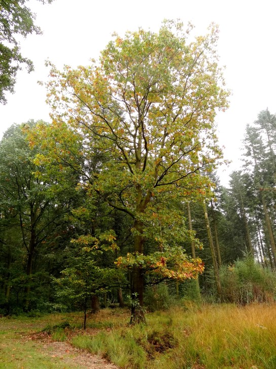 Amerikaanse eik Quercus rubra 20141010 (1)