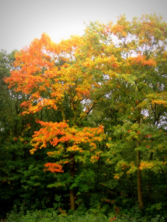 Amerikaanse eik Quercus rubra 20141010 (5) - kopie