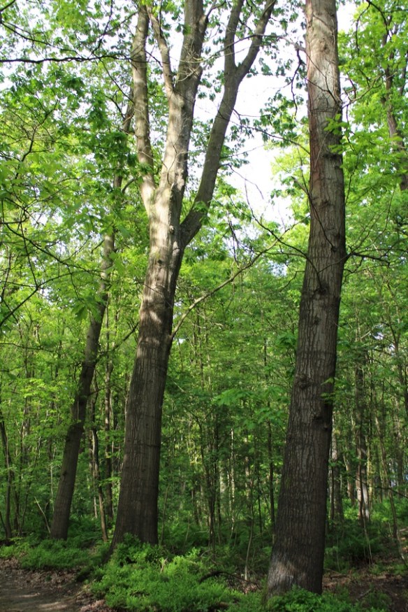 Amerikaanse eik Quercus rubra 201505 (2)