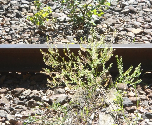 Amerikaanse kruidkers Lepidium virginicum
