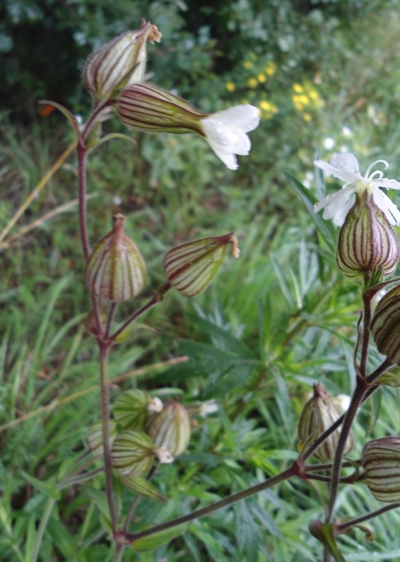 Avondkoekoeksbloem – Silene latifolia subsp. Alba – White Campion
