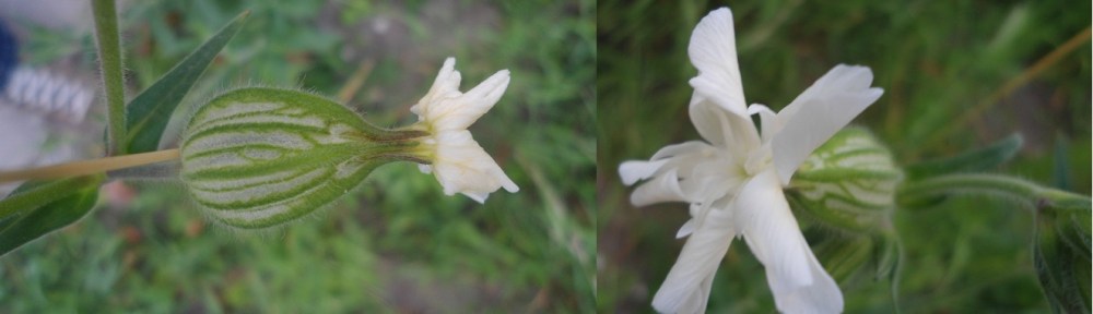 Avondkoekoeksbloem – Silene latifolia subsp. Alba – White Campion - Compagnon
