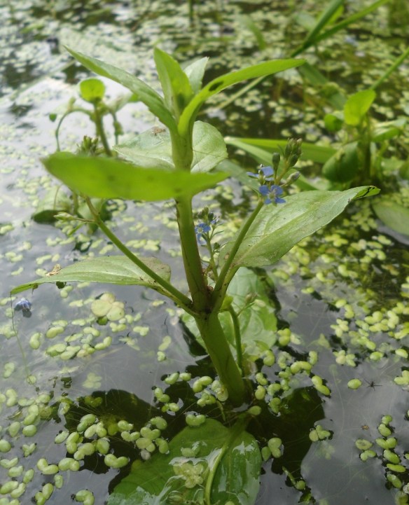 Beekpunge Veronica beccabunga Brooklime