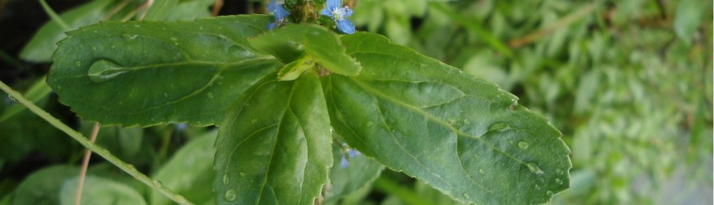 Beekpunge Veronica beccabunga Brooklime