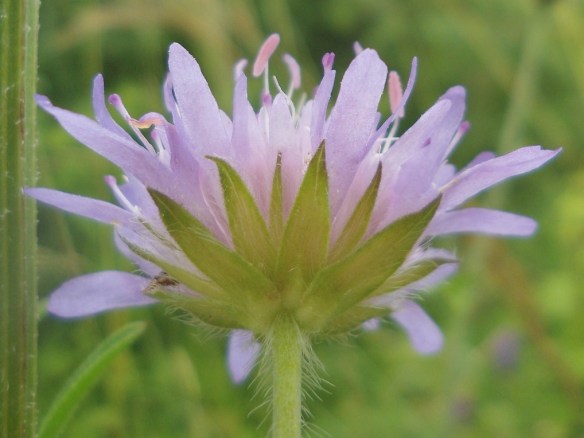 Beemdkroon - Knautia arvensis (Field Scabious)