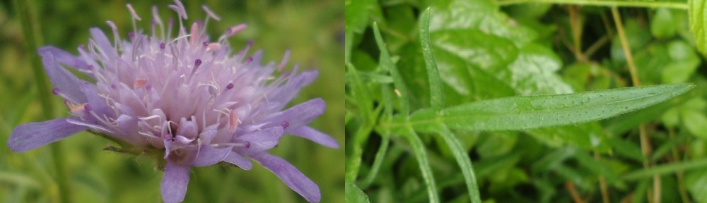 Beemdkroon - Knautia arvensis (Field Scabious)