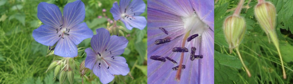 Beemdooievaarsbek - Geranium pratense (Meadow Cranesbill)