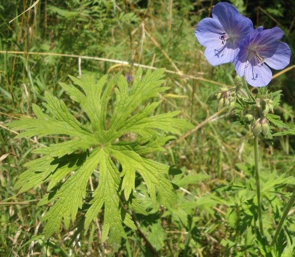 Beemdooievaarsbek - Geranium pratense  (Meadow Cranesbill)