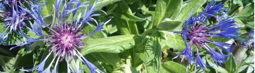 Bergcentaurie – Centaurea montana – (Perennial Cornflower)