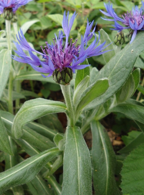 Bergcentaurie – Centaurea montana – (Perennial Cornflower)