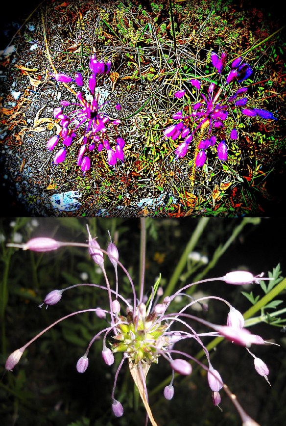 Berglook – Allium carinatum (Keeled Garlic)