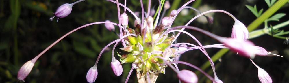 Berglook Allium carinatum