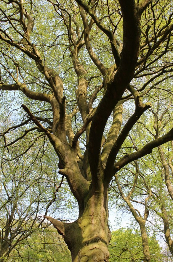 Beuk Fagus sylvatica 