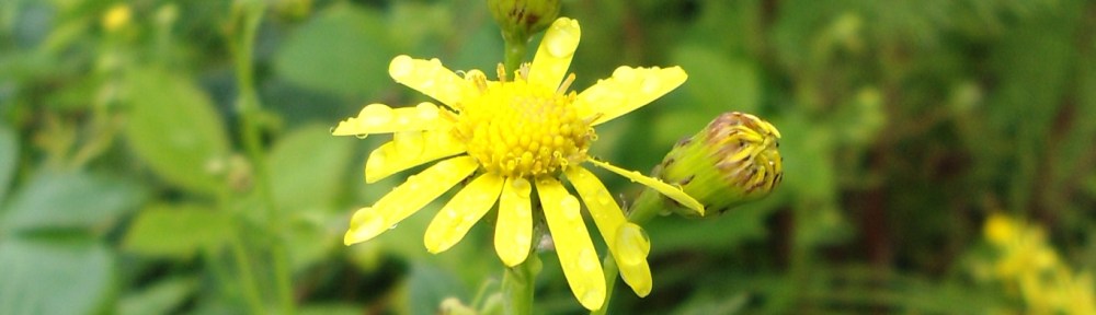 Bezemkruiskruid - Senecio inaequidens (Narrow-leaved Ragwort)