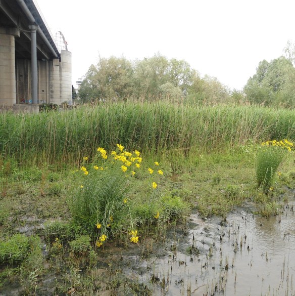 Bezemkruiskruid - Senecio inaequidens (Narrow-leaved Ragwort)