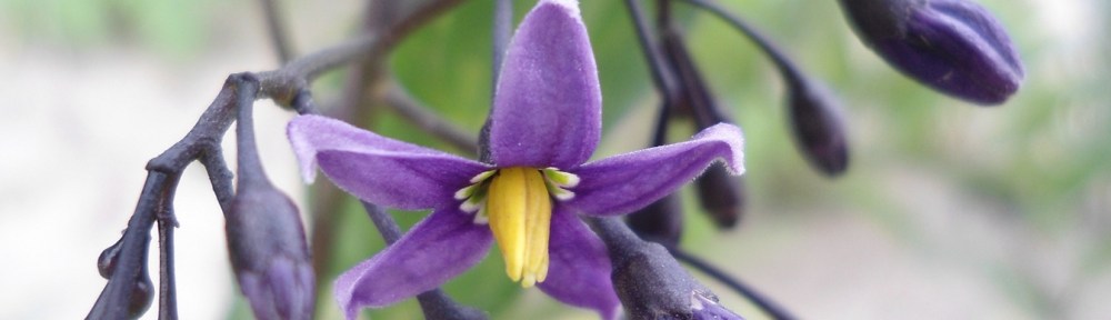 Solanum dulcamara