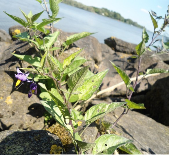 Solanum dulcamara