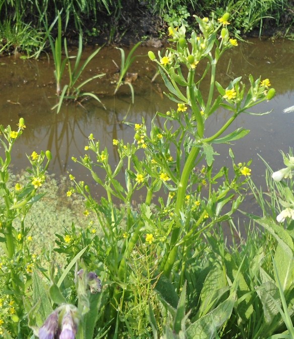 Blaartrekkende boterbloem