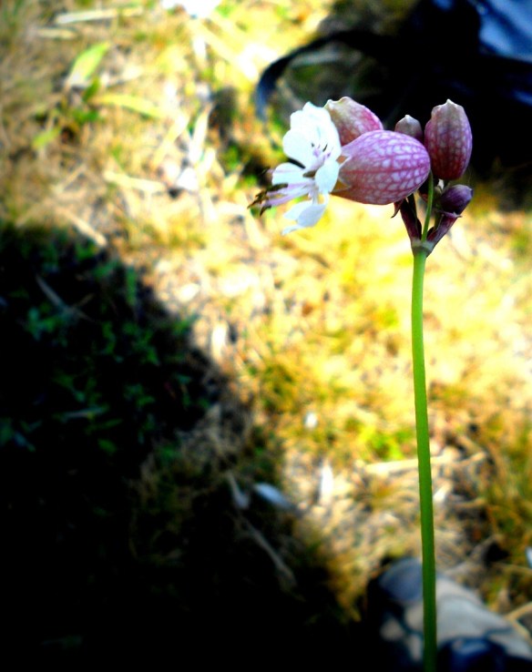 Blaassilene Silene vulgaris (Bladder Campion)