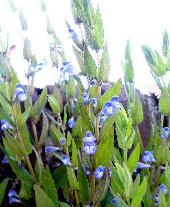 Blauw glidkruid