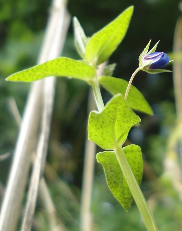 Blauw guichelheil