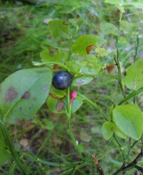 Blauwe bosbes Vaccinum myrtillus (Bilberry)