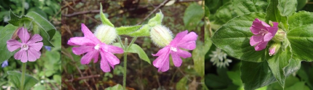 Dagkoekoeksbloem - Silene dioica (Red campion)
