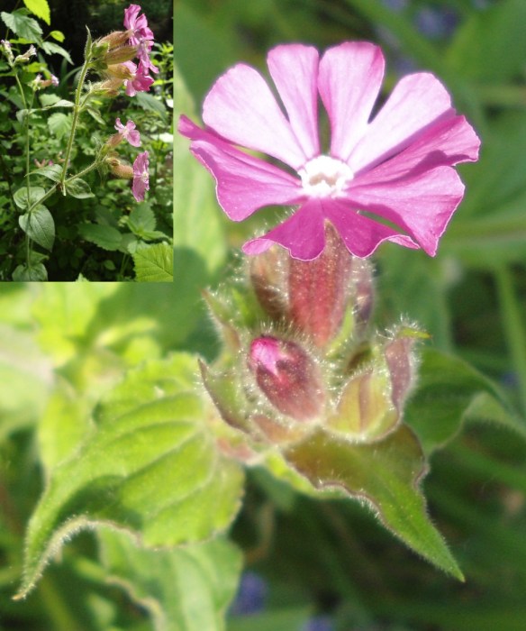 Dagkoekoeksbloem - Silene dioica (Red campion)