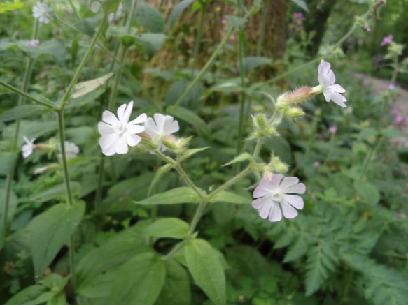 Dagkoekoeksbloem wit Silene dioica