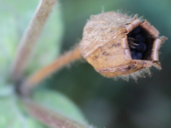 dagkoekoeksbloem Silene dioica zaaddoosje