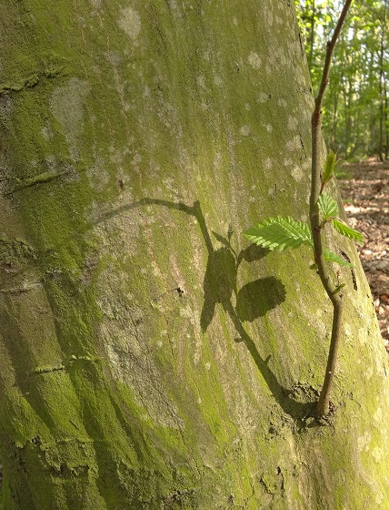 Haagbeuk Carpinus betulus takje, blad en schors