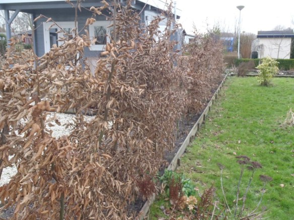 Haagbeuk – Carpinus betulus (European Common Hornbeam)