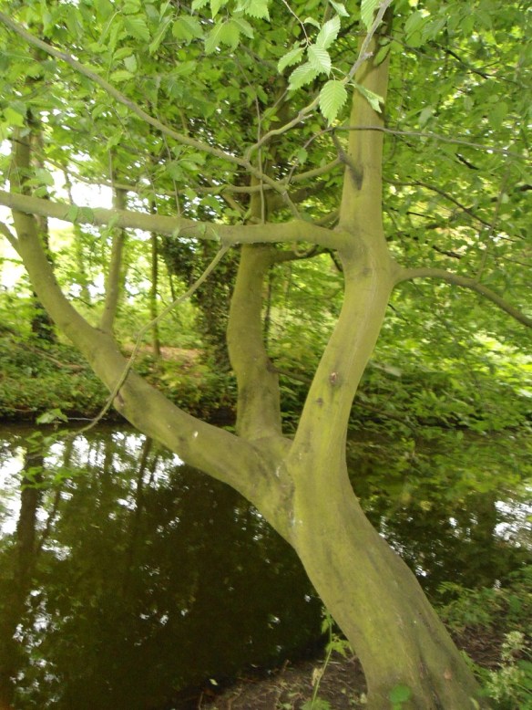 Haagbeuk
