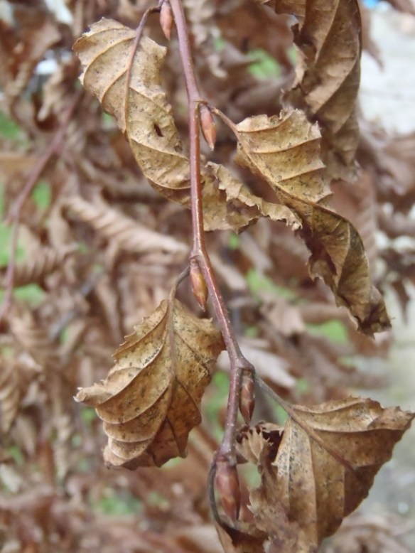 Haagbeuk – Carpinus betulus (European Common Hornbeam)