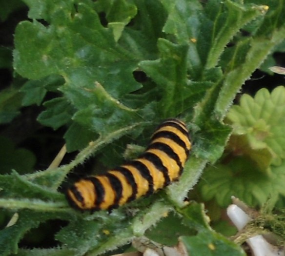 Zebrarups