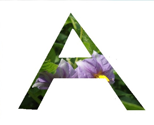 A1