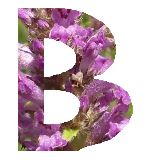 B1