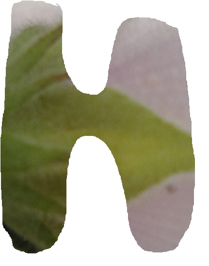 H