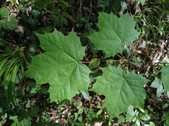 Noorse esdoorn Acer platanoides